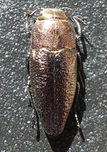 Sphenoptera antiqua